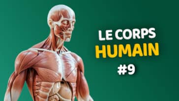Quiz corps humain #9