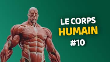 Quiz corps humain 10